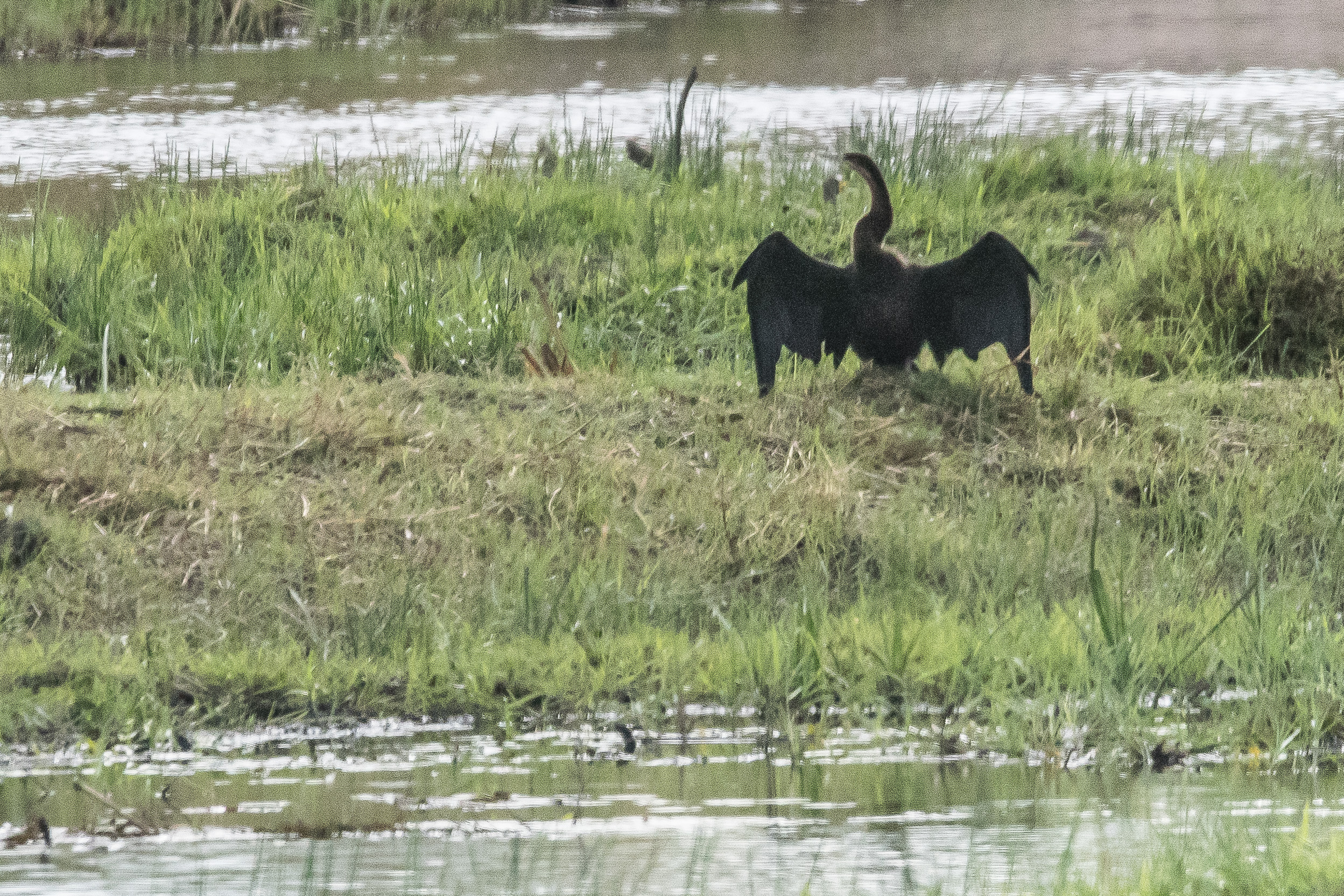 Anhinga d'Afrique (African darter, Anhinga rufa), adulte faisant sécher ses ailes aprés sa pèche dans un marécage de Kwando, Delta de l'Okavango, Botswana